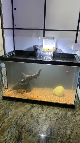 AQUÁRIO DE 20 LITROS COM FILTRO!