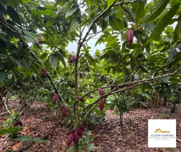 Áreas à venda em rua pública, BANCO DA VITÓRIA, Ilhéus, BA
