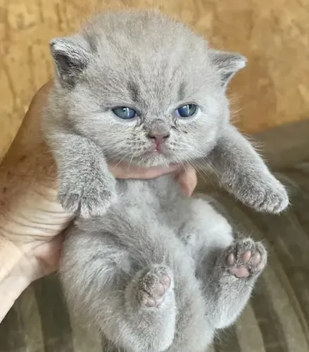 Filhote gato britânico - ADOÇÃO