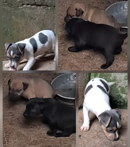 Terrier
