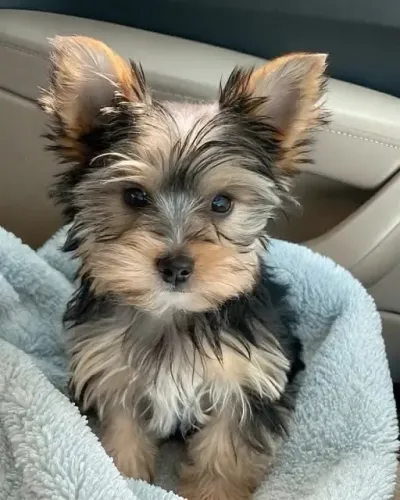 Mega promoção! Filhote de yorkshire fêmea terrier 