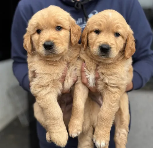Golden Retriever Macho e Femea