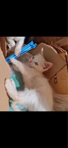 ? Procura-se um lar para este gatinho! ?  