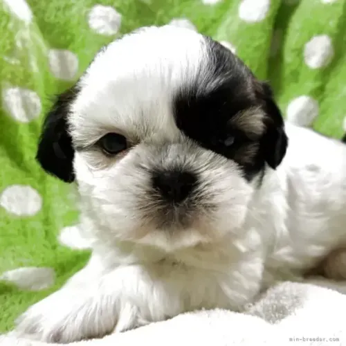 Cachorro Shih Tzu/ Shitzu filhotes focinho curto vacinados macho e fêmea com garantias