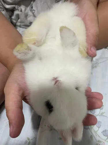 Vendo mini coelhos