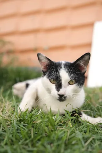 Gato para adoção 