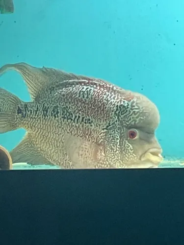 flowerhorn