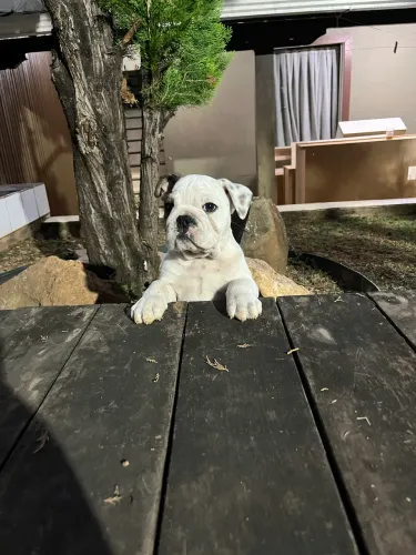 Bulldog inglês