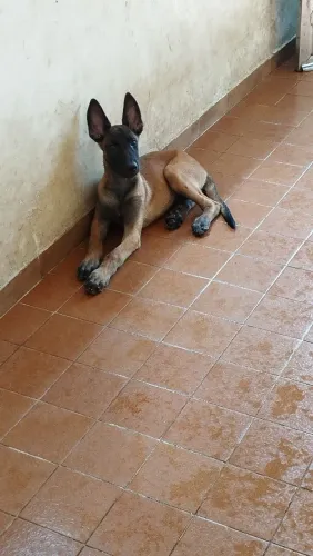 Vendo filhotes de Pastor Belga 