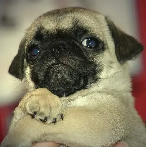 Pug Sorrisos que viram rotina