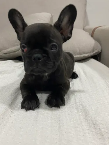 Bulldog francês fêmea 