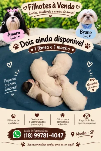 FILHOTES SHIH-TZU À VENDA