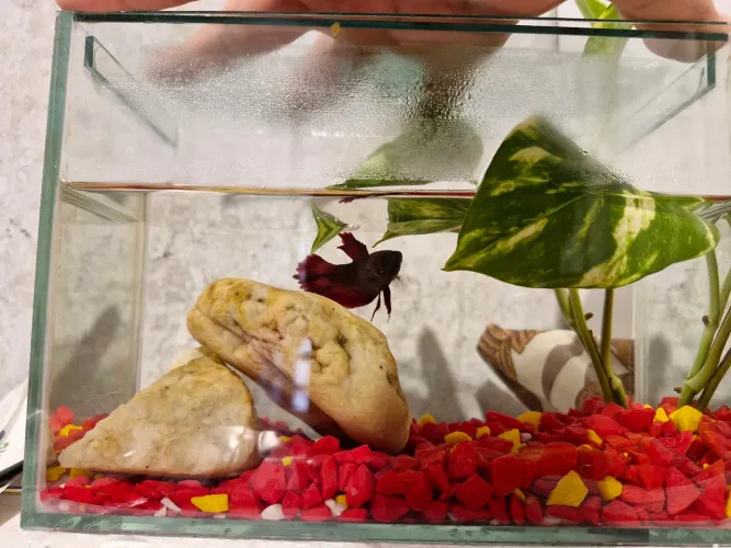 Beta e aqurio 20cm com blmba 110v
