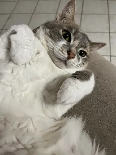 Adoção de gata - procuro novo tutor ou tutora