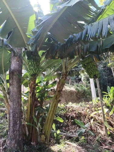 Sítio com escritura pública em são Pedro