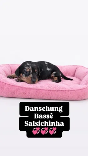 Dachshund fêmea e macho disponível para reserva