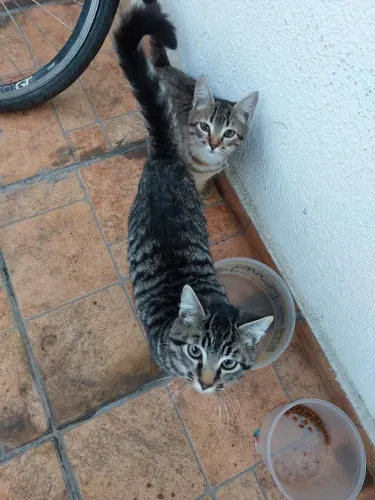 Doações de filhotes de gatos