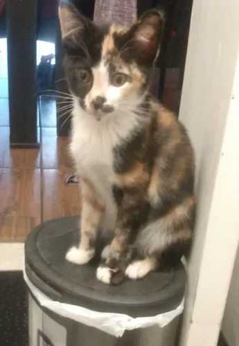 Doação de gato 