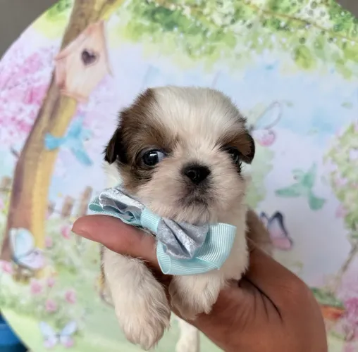 Perfeitos filhotes de shih tzu mini - 1 fêmea e 3 machos - Parcelo no cartão