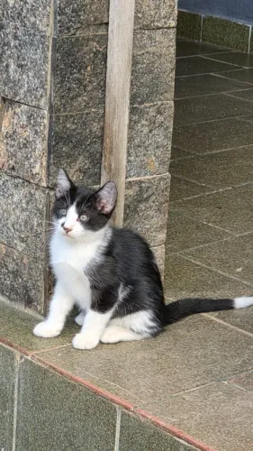 Gato pra adoção 