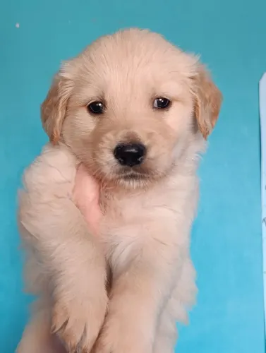 Fêmea Golden Retriever