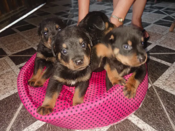 Rottweilers Filhotes