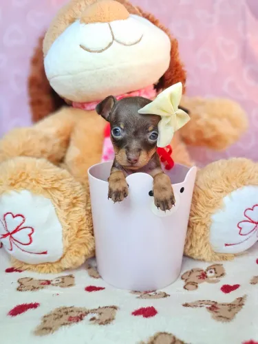 Pinscher/Pincher/Pintier Chocolate Miniatura Machos e fêmeas 