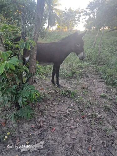 Vendo Cavalo e uma Burrinha