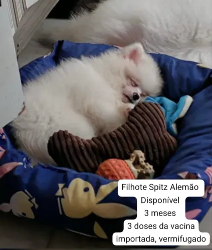 Spitz alemão 