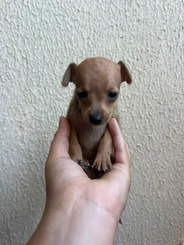 Filhotes pinscher macho