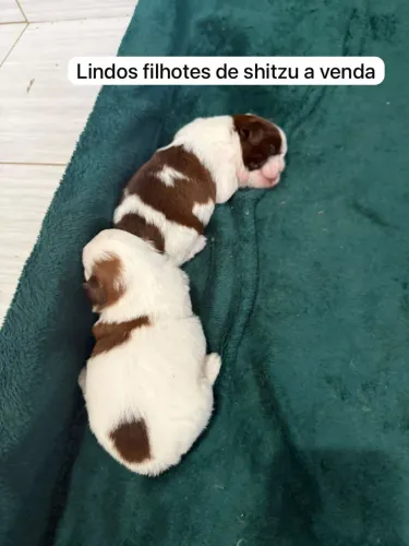 Shitzu