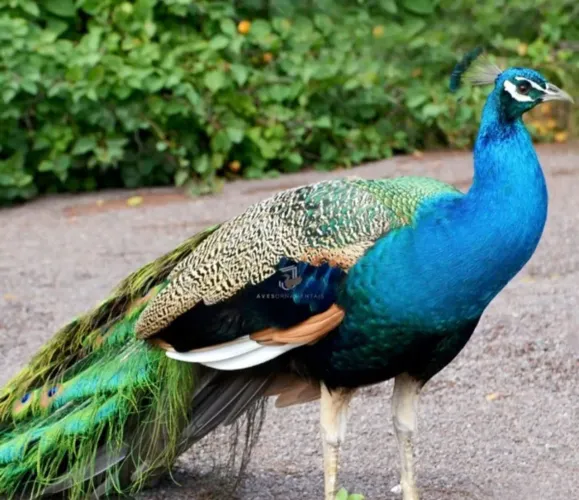 Ornamentais azul macho