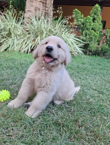 GOLDEN RETRIEVER