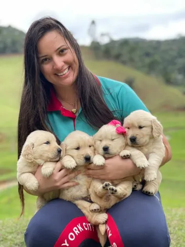Golden Retrivier para Porto seguro