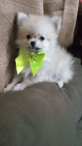 Filhote de lulu da Palmeirânia machinho