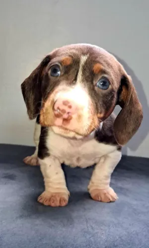 Filhotes de Linguicinhas dachshund