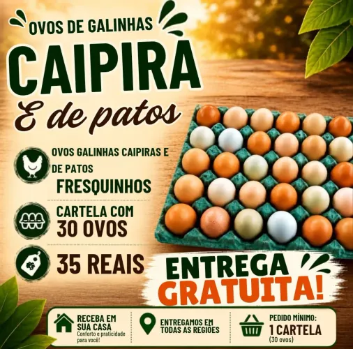 Vendo ovos ,galinha e galo caipiras