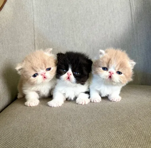 Gatos Persas