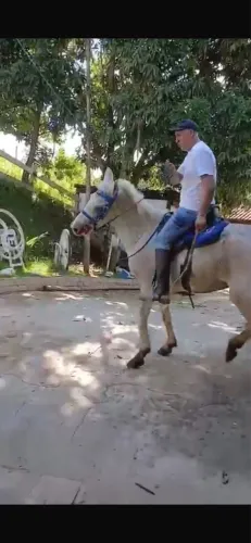 Cavalo de marcha picada top