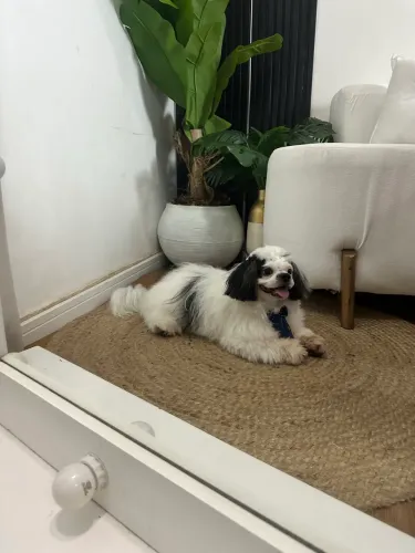 Vendo cachorro da raça shith zuh shitzu