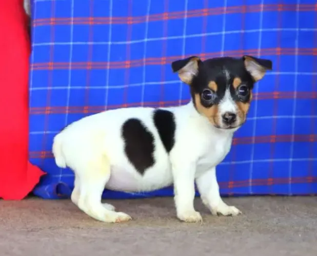 Filhotes de Jack Russell saudáveis e muito brincalhões! Fale comigo no WhatsApp agora.