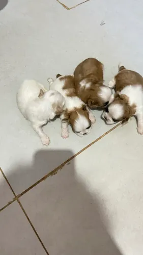Vende-se Filhotes de cachorro raça Shih Tzu