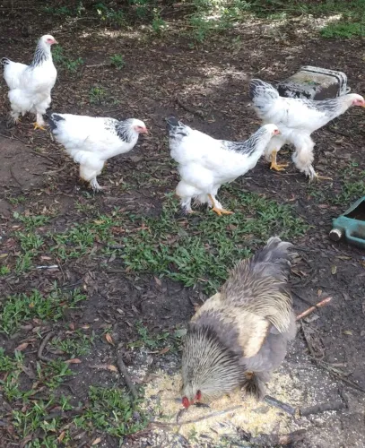 Galinha galo Brahma