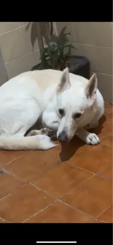Estou doando meu pastor suíço