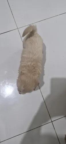 Cachorro macho