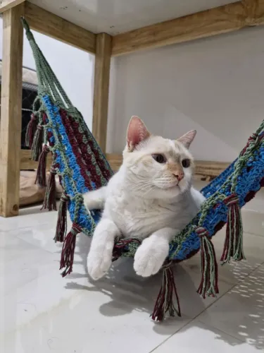 Rede de crochê pra gato 