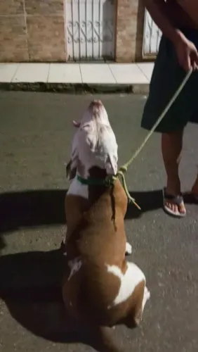 Doação Pitbull 1 ano e 9 meses
