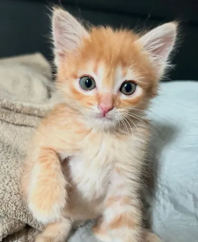 Gatinho laranja para adoção 