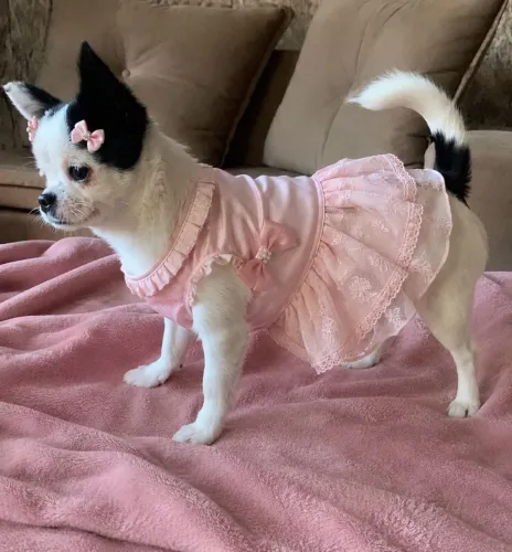 Fêmea de chuhaua