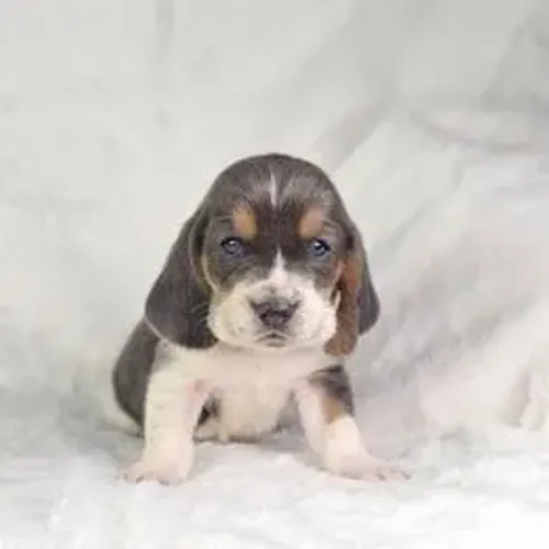 Basset Hound,Basset Hound Filhote Disponível Entrega Facilitada